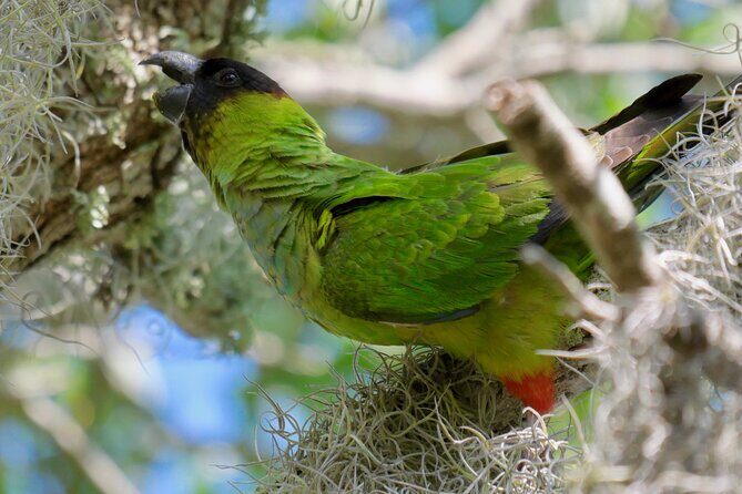 Half-Day Private Bird Tour of Fort De Soto Park in St. Petersburg - 2 person max - Key Points