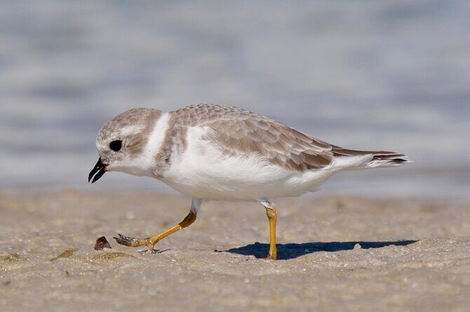 Half-Day Private Bird Tour of Fort De Soto Park in St. Petersburg - 2 person max - Exploring Fort De Soto Park: What to Expect