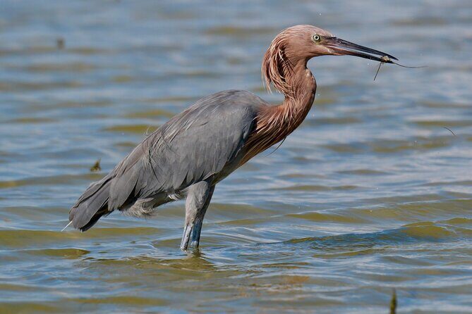 Half-Day Private Bird Tour of Fort De Soto Park in St. Petersburg - 2 person max - The Sum Up