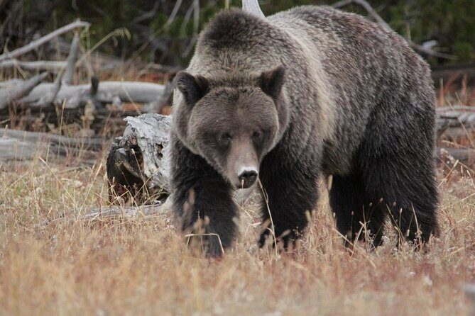 Half-Day Private Breathtaking Tour in Grand Teton National Park - An In-Depth Look at the Tour Experience