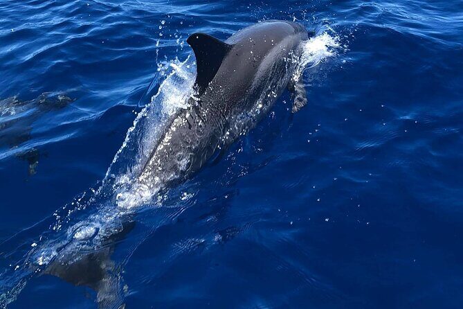 Half Day Private Cruise Tour with Snorkeling and Fishing in Kona - Who Should Book This Tour?