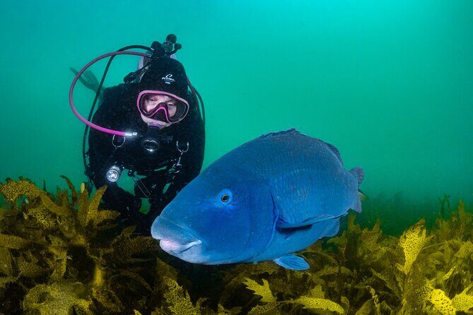 Half-Day Private Discover Dive at Australia's Iconic Beach - Why This Tour Works Well
