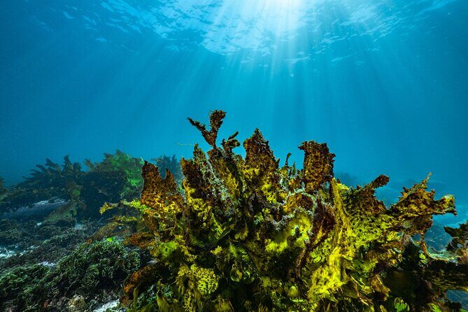 Half-Day Private Discover Dive at Australia's Iconic Beach - FAQ