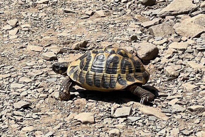 Half Day Private Guided Exclusive Hiking Experiences in Menorca - Who Will Love This Tour?