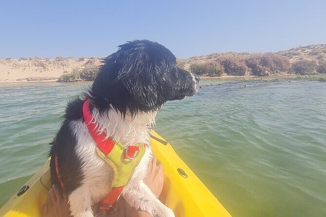 Half-Day Private Guided Kayak Island Tour - A Close Look at the Experience