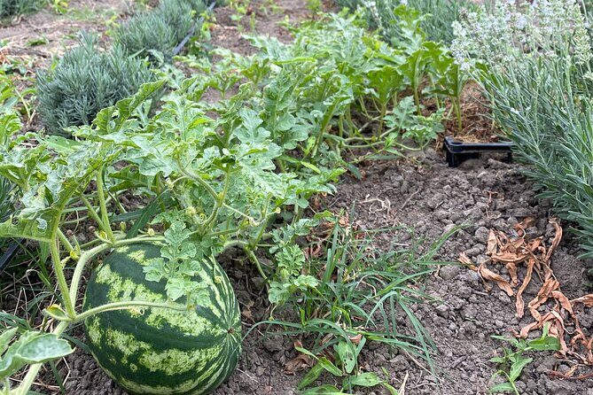 Half-Day Private Guided Tour of Orheiul Vechi and a Farmhouse - Frequently Asked Questions