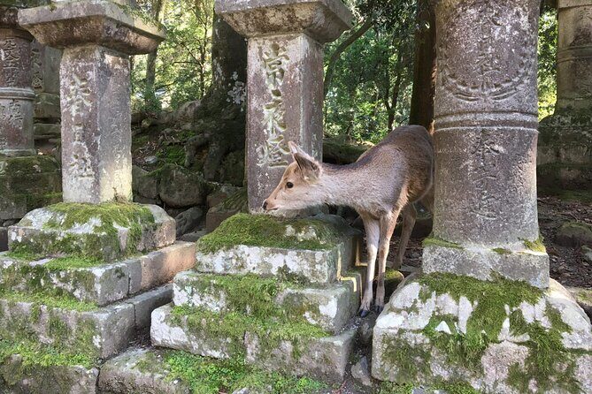 Half-Day Private Guided Tour to Nara City - Frequently Asked Questions