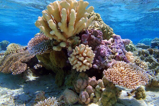 Half Day Private Lagoon Snorkeling Experience - FAQ