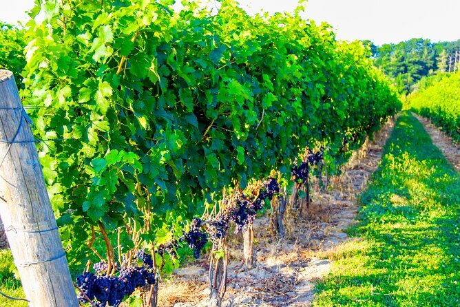 Half-Day Private Niagara-On-The-Lake Wine Tour from St.Catharines - Key Points