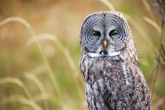 Half Day Private Sunrise Wildlife Safari - The Itinerary Breakdown