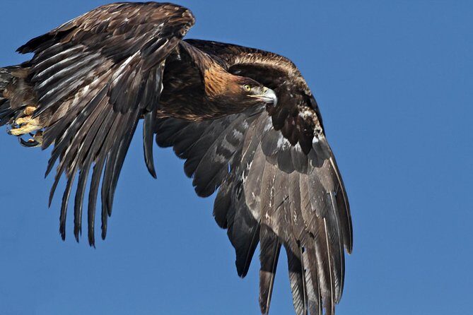 Half Day Private Sunrise Wildlife Safari - Practical Tips for Participants