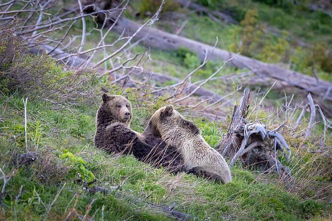 Half Day Private Sunset Wildlife Safari - The Experience: What You Can Expect