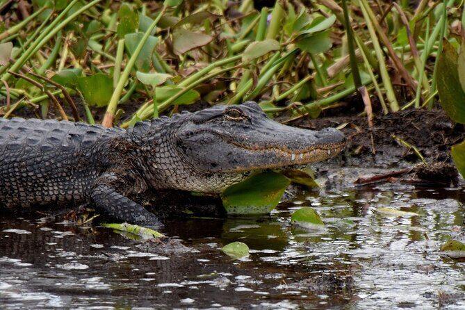 Half Day Private Swamp Experience in Louisiana - A Deep Dive into the Louisiana Swamp Experience
