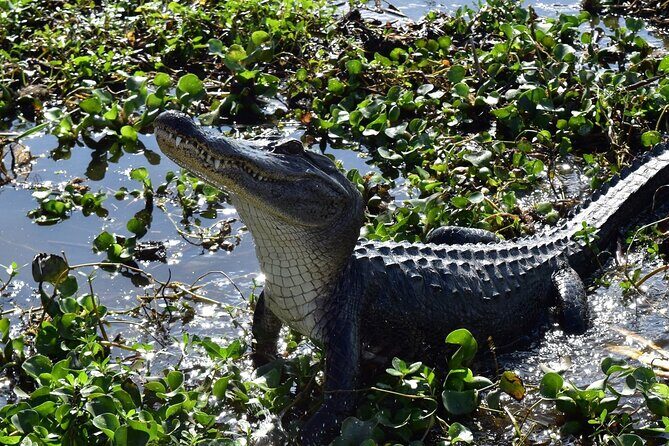 Half Day Private Swamp Experience in Louisiana - The Airboat: A Shallow-Water Wonder