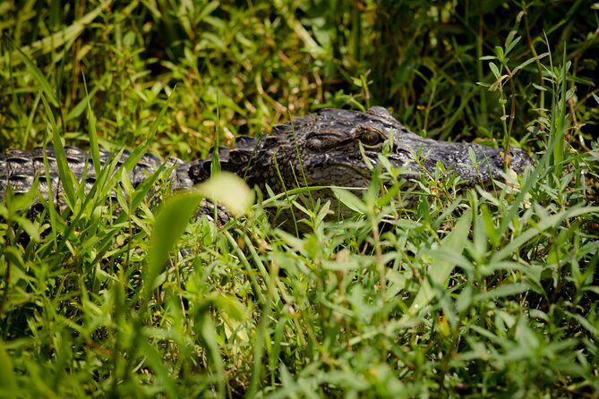 Half Day Private Swamp Experience in Louisiana - Wildlife Encounters and Scenic Highlights