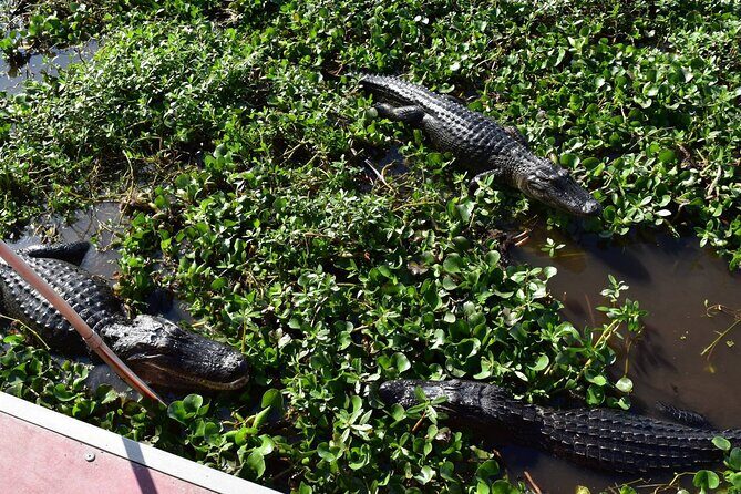 Half Day Private Swamp Experience in Louisiana - The Itinerary Breakdown: What to Expect