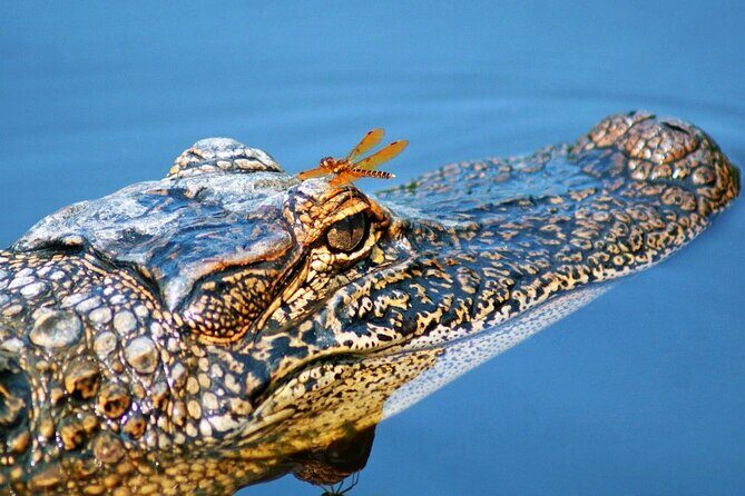 Half Day Private Swamp Experience in Louisiana - Value, Cost, and Who Will Love This Tour