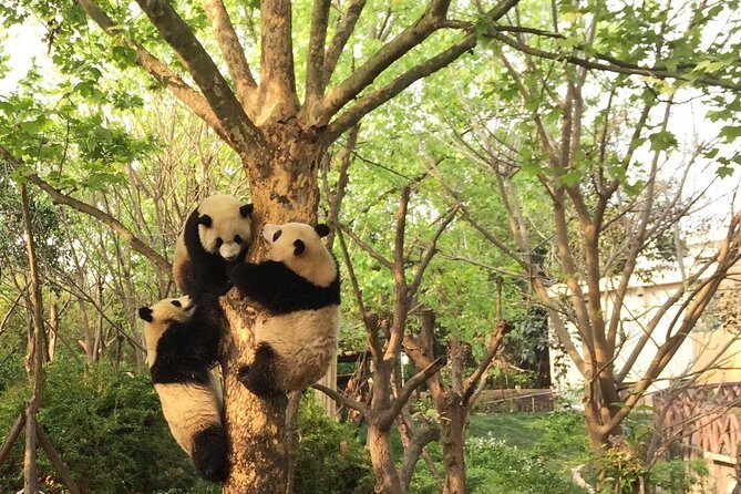 Half Day Private Tour: Chengdu Research Base of Giant Panda Breeding - Analyzing the Value and Practical Aspects