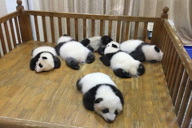 Half Day Private Tour: Chengdu Research Base of Giant Panda Breeding - FAQ