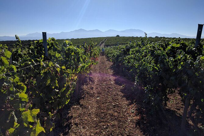 Half-Day Private Tour in Two Wineries and Archanes from Heraklion - The Sum Up: Is This Tour for You?
