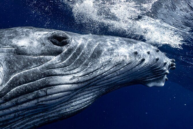 Half Day Private Whale Watching in Moorea - Key Points