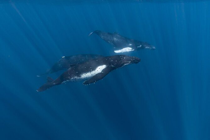 Half Day Private Whale Watching in Moorea - The Experience in Detail