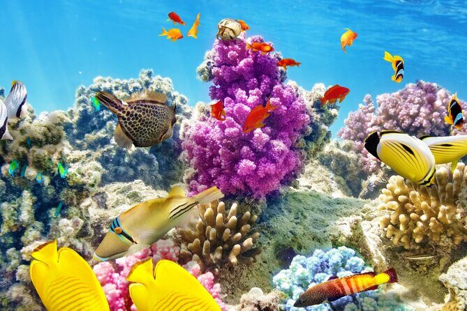 Half-Day Puerto Morelos Snorkeling Experience with Lunch - What’s Included and What’s Not