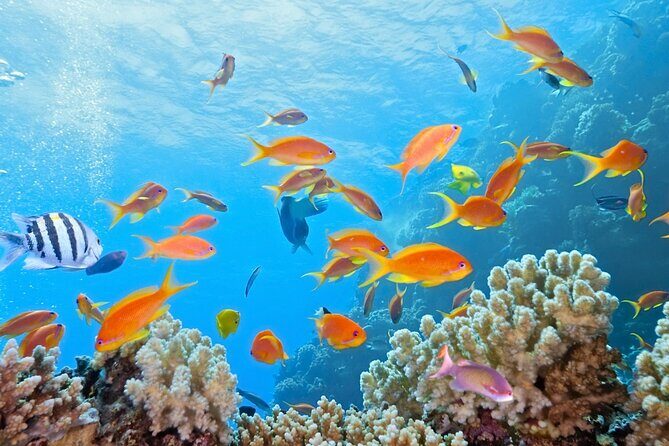 Half-Day Puerto Morelos Snorkeling Experience with Lunch - The Value Proposition