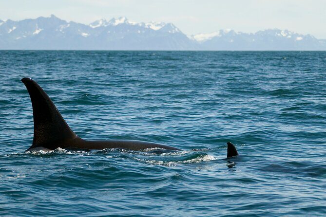 Half-day Resurrection Bay & Wildlife Tour from Seward - FAQs