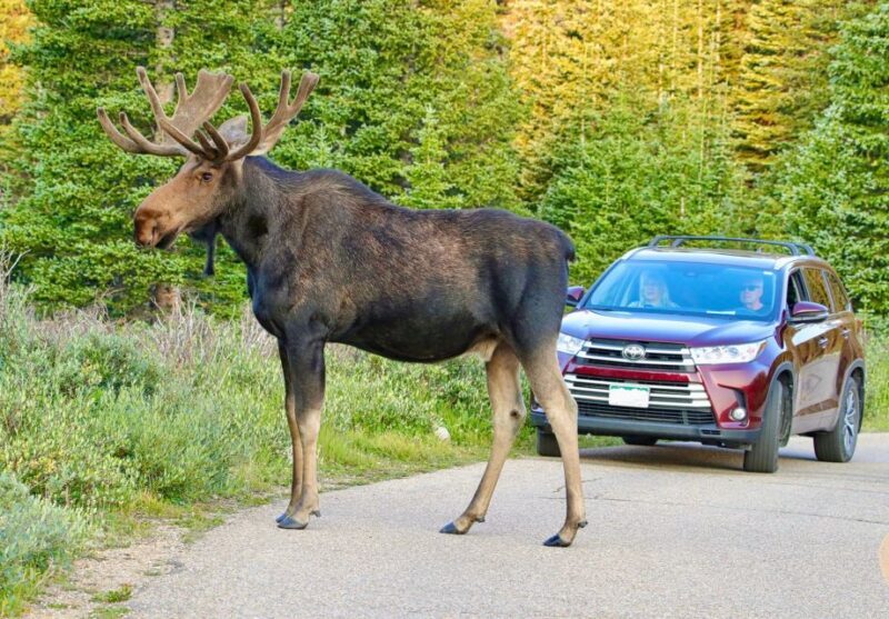 Half-Day RMNP Lakes and Meadows Tour-RMNPhotographer - Key Points