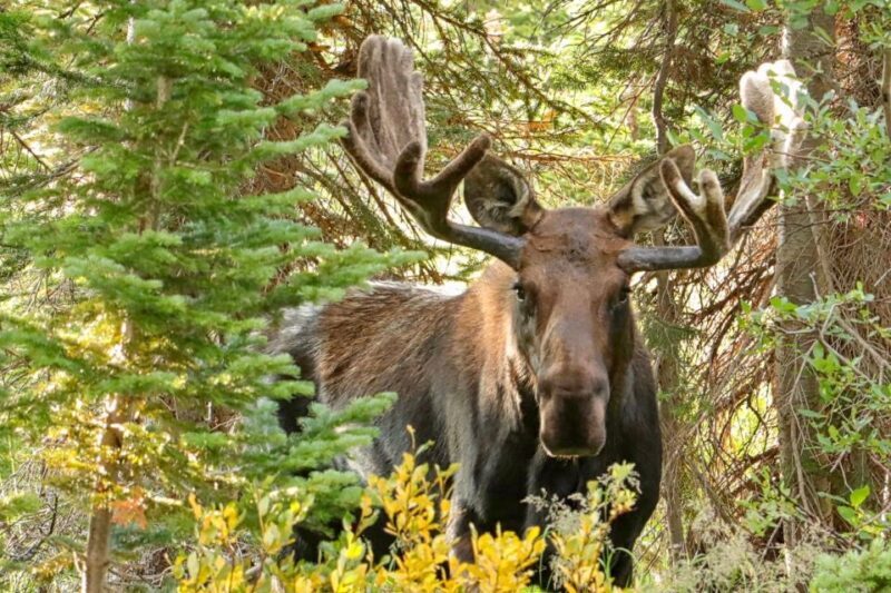Half-Day RMNP Lakes and Meadows Tour-RMNPhotographer - What to Expect During the Tour
