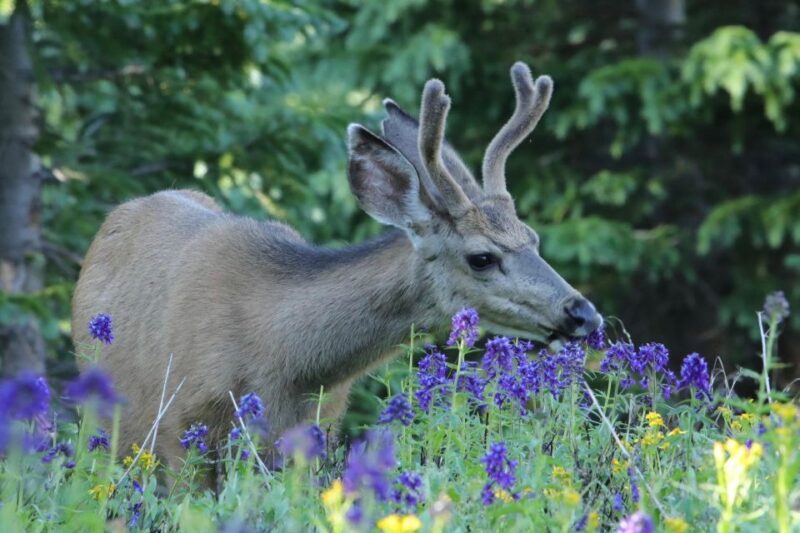 Half-Day RMNP Lakes and Meadows Tour-RMNPhotographer - Authentic Insights from Reviews