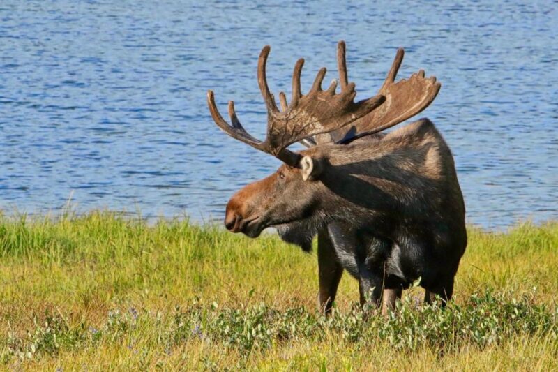 Half-Day RMNP Lakes and Meadows Tour-RMNPhotographer - Who Would Love This Tour?
