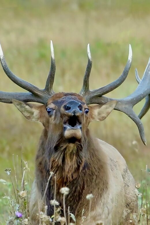 Half-Day RMNP Lakes and Meadows Tour-RMNPhotographer - FAQ
