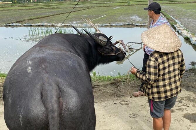 Half-Day Rural Adventure in Hoi An - What the Tour Offers: A Deep Dive into Countryside Life