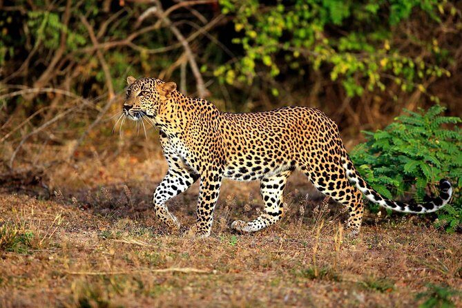 Half Day Safari at Yala National Park with Lunch - Discover the Wild Side of Sri Lanka: Half Day Safari at Yala with Lunch