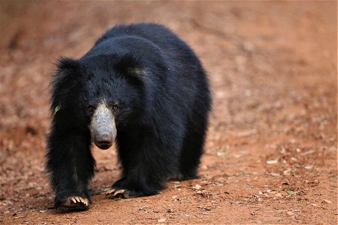 Half Day Safari at Yala National Park with Lunch - Key Points