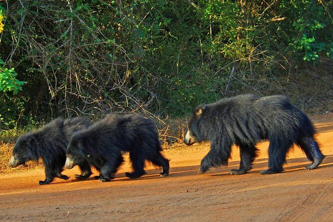 Half Day Safari at Yala National Park with Lunch - Who Should Book This Tour?