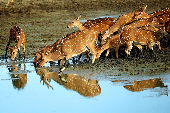 Half Day Safari at Yala National Park with Lunch from Kalutara / Bentota - FAQ