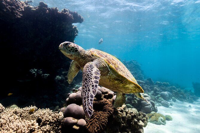 Half Day Sailing and Snorkeling Tour from Coral Bay - An Authentic Experience on Ningaloo Reef