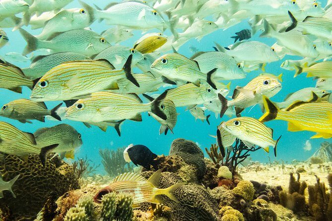 Half-Day Scuba Diving in Playa del Carmen for Small-Group - Who Should Consider This Tour?