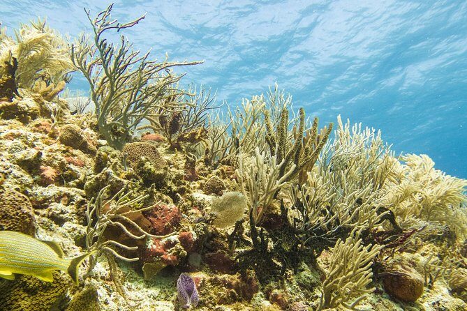 Half-Day Scuba Diving in Playa del Carmen for Small-Group - Frequently Asked Questions