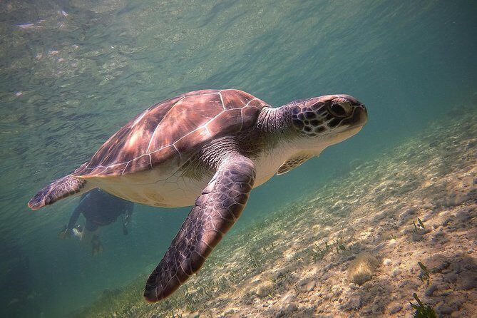 Half-Day Scuba Diving Tour - Discover Scuba Diving! - What Travelers Are Saying