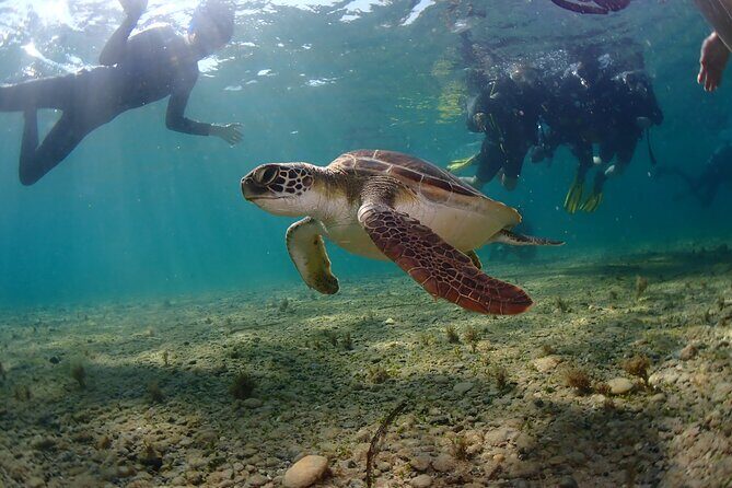 Half-Day Scuba Diving Tour - Discover Scuba Diving! - FAQs