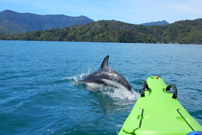 Half day Sea Kayak Guided Tour from Picton - An In-Depth Look at the Queen Charlotte Sound Sea Kayaking Experience