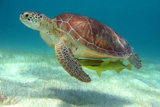 Half-Day Sea Turtle and Cenote Snorkeling Tour from Cancun & Riviera Maya - Detailed Breakdown of the Itinerary