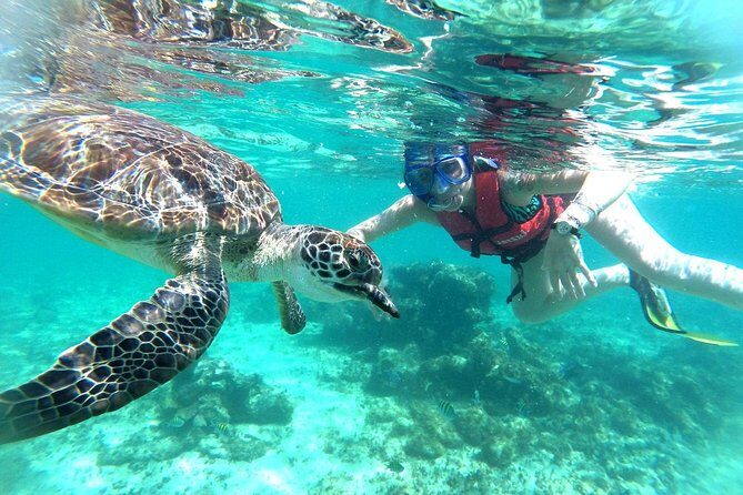 Half-Day Sea Turtle and Cenote Snorkeling Tour from Cancun & Riviera Maya - The Sum Up