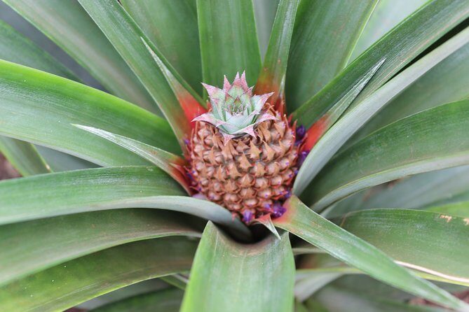 Half Day Sete Cidades (West side of the Island) - Who Is This Tour Best For?