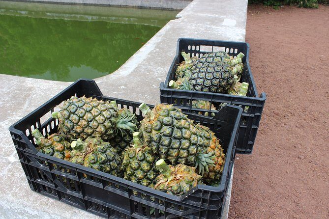 Half Day Sete Cidades (West side of the Island) - Final Thoughts