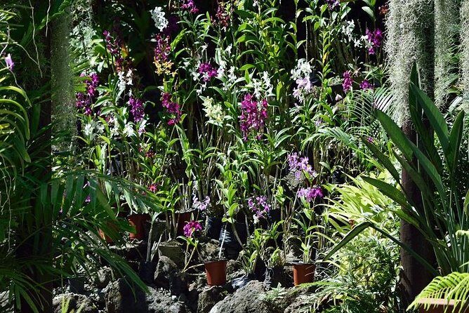 Half Day Sightseeing - Wonders of Nadi Tour - Introduction: A Quick Look at the Wonders of Nadi Tour